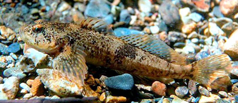 Cottus aturi_02.jpg
